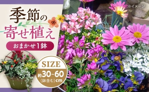 おまかせ 季節の寄せ植え プランター 1鉢 /  観葉植物 鉢植え 鉢 植物 花 フラワー 旬 育てやすい 寄せ植え おしゃれ インテリア プランター / 大村市 /アトリウム琴花園[ACZZ008]