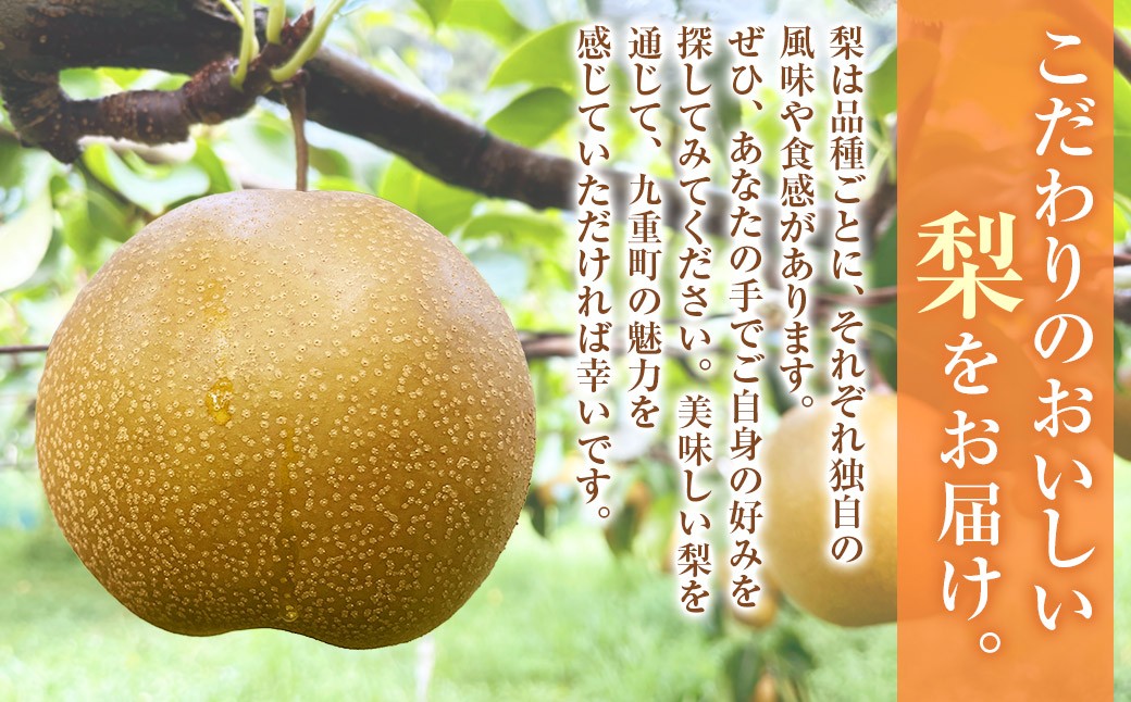 九重町産梨詰め合わせ約3kg