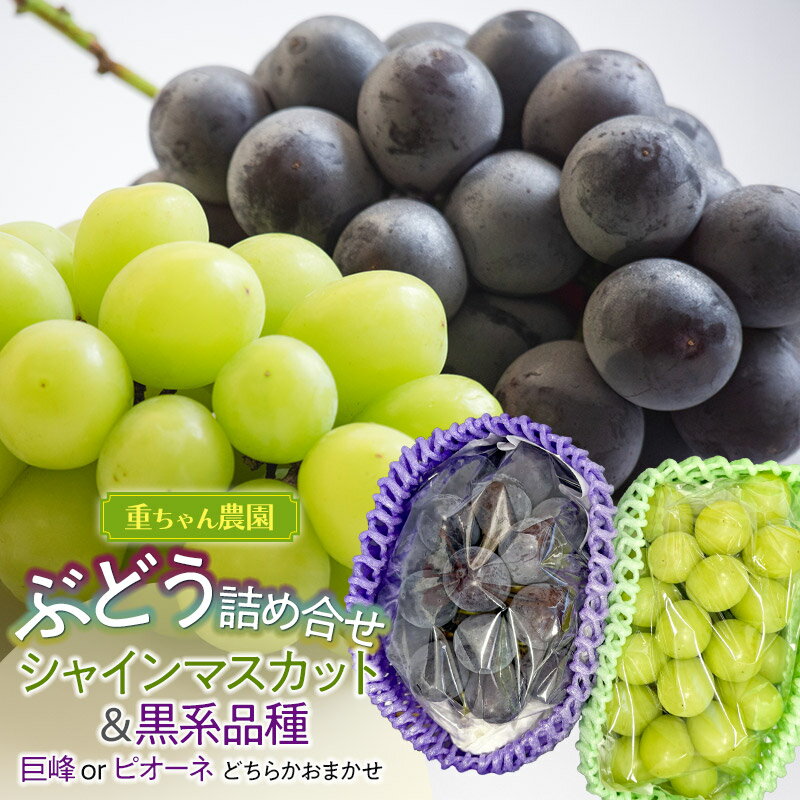 【ふるさと納税】【令和8年産先行予約】ぶどう詰め合わせ　2房（シャインマスカットと黒系品種(巨峰 or ピオーネ おまかせ)　各1房）
