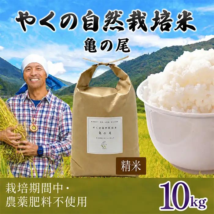 令和8年産 先行予約 やくの自然栽培米 亀の尾 白米 10kg ゆたか（ゆたか自然農園）