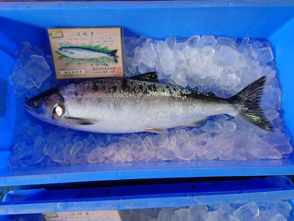 
                  知床羅臼産！幻の魚鮭児 1尾(3.3kg～3.4kg)
                