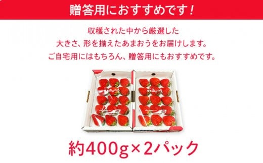 【2026年2月～3月順次発送】あまおう 合計約800g 約400g×2パックEX
