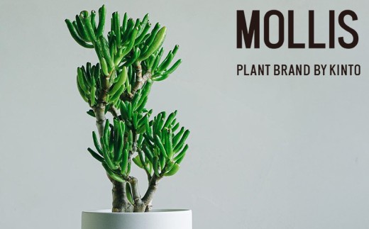 【 観葉植物 】 MOLLIS 宇宙の木 KINTO インテリア 多肉植物 植物 室内