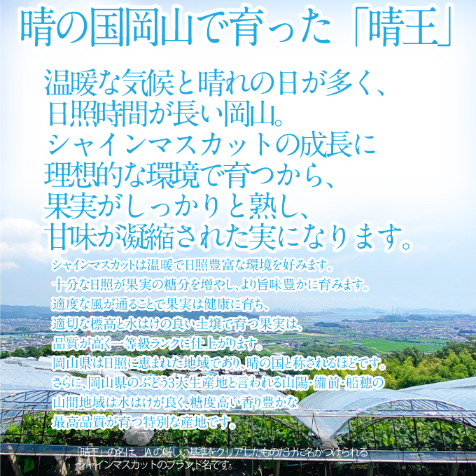 2026年 先行予約受付中 シャインマスカット晴王 約2kg(3～5房) 岡山県産 種無し 皮ごと食べる みずみずしい 甘い フレッシュ 瀬戸内 晴れの国 おかやま 果物大国 ハレノフルーツ