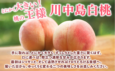 桃【川中島白桃】大玉特秀品 食べきりやすい 3個入り こだわり農家厳選! ｜ 白桃