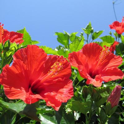 ふるさと納税 座間味村 座間味村産ハイビスカスティー 2袋(1袋:2g×5包) |  | 03