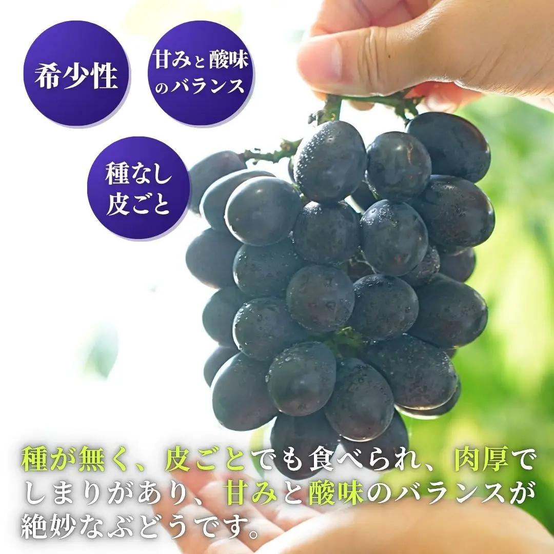 【令和8年産 先行予約】 ぶどう 稀少!数量限定 高尾 黒系ぶどう 約2kg 種が無い 皮ごと食べられる 肉厚 新潟県 弥彦村産 ブドウ 希少品種 ぶどう 2キロ 贈答用 ギフト 贈り物 プレゼント 