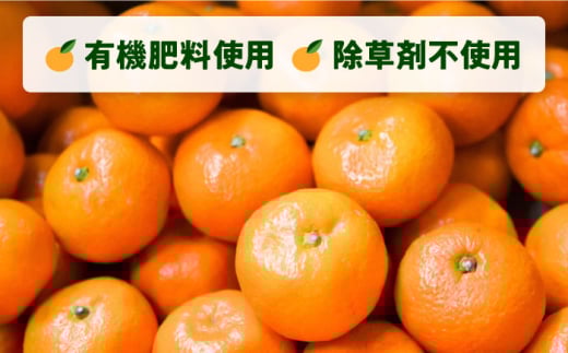 【選べる容量！】温州みかん Lサイズ 津久井浜みかん 蜜柑 ミカン 果物 柑橘 フルーツ 横須賀【志村農園】 [AKGH003]