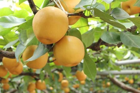 梨「新高」約5kg（5～7玉入）【松崎果樹園】