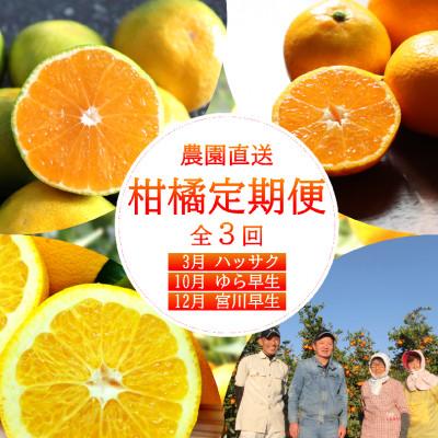 ふるさと納税 日高町 【発送月固定定期便】和歌山からの贈り物　農園直送　季節の柑橘定期便(贈答用)　各5kg全3回