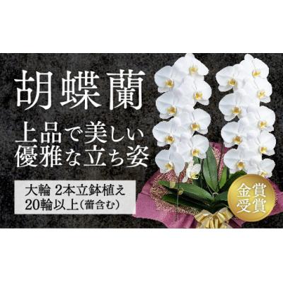 ふるさと納税 山口市 【金賞受賞】レギュラー鳴滝清流胡蝶蘭2本立 C018