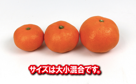 温州みかん 南柑20号 7kg 大小混合 サイズ ミックス 南四国ファーム 甘い コク ジューシー 愛媛みかん 温州 みかん ミカン mikan 愛媛蜜柑 愛媛ミカン 宇和島みかん 人気みかん 果物 