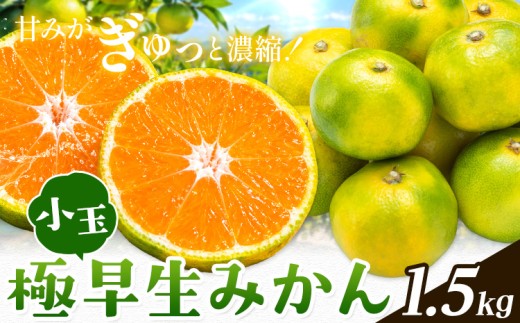 みかん 小玉 極早生みかん 1.5kg《10月上旬-10月末頃出荷》和歌山県 日高川町 果物 フルーツ 柑橘類 みかん お取り寄せ