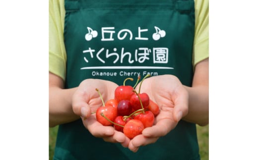 A-117【2025年6月から発送予定】さくらんぼ食べ比べセット 500g＜さくらんぼ2種入り　各250g＞　先行予約　さくらんぼ