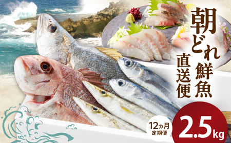 【12ヶ月定期便】大和海商の朝どれ鮮魚直送便　 2.5㎏ N072-YG0257