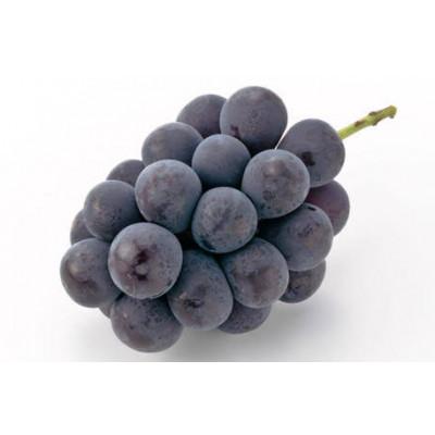 ふるさと納税 坂東市 【お中元】【熨斗】桐箱　ピオーネ2房　茨城県共通返礼品:かすみがうら市