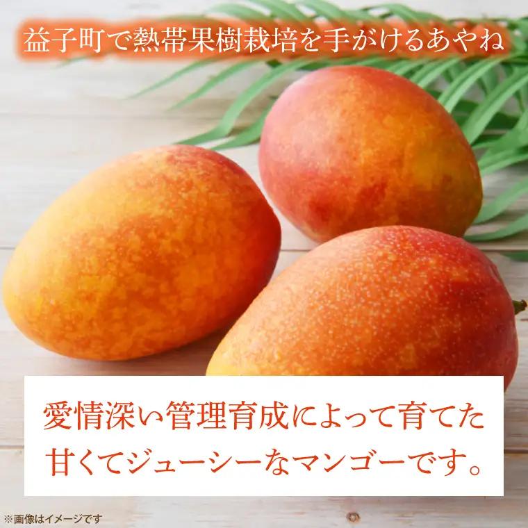【先行予約】マンゴー 約1kg 2～3玉 益子町産 CA005