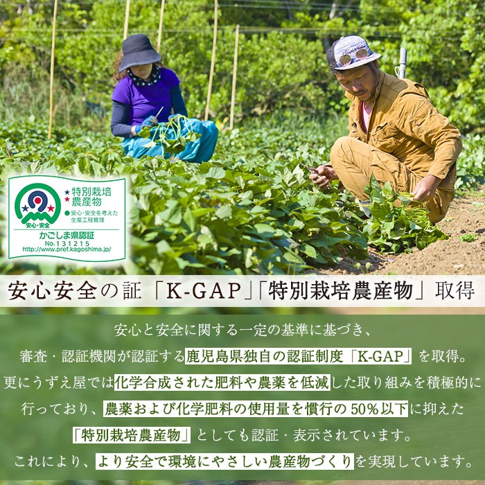 n481 先行予約受付中！10月下旬頃から11月初旬頃より順次発送予定 種子島産 安納芋＜紅＞(11kg) 国産 安納芋 紅 種子島 芋 イモ さつま芋 安納いも 野菜 焼き芋 焼芋 【うずえ屋】