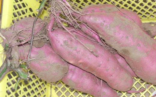 幻のさつまいも ちちぶ太白サツマイモ 約5kg 埼玉県秩父市産 No.643