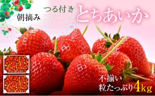 とちあいか不揃い粒たっぷり2kg×2箱 計4kg（家庭用、ジャム・冷凍など加工用にもおすすめ） 果物 いちご 朝取り 新鮮 美味しい ハート 甘い[№5840-2429]　※2025年5月中旬～5月下旬頃に順次発送予定