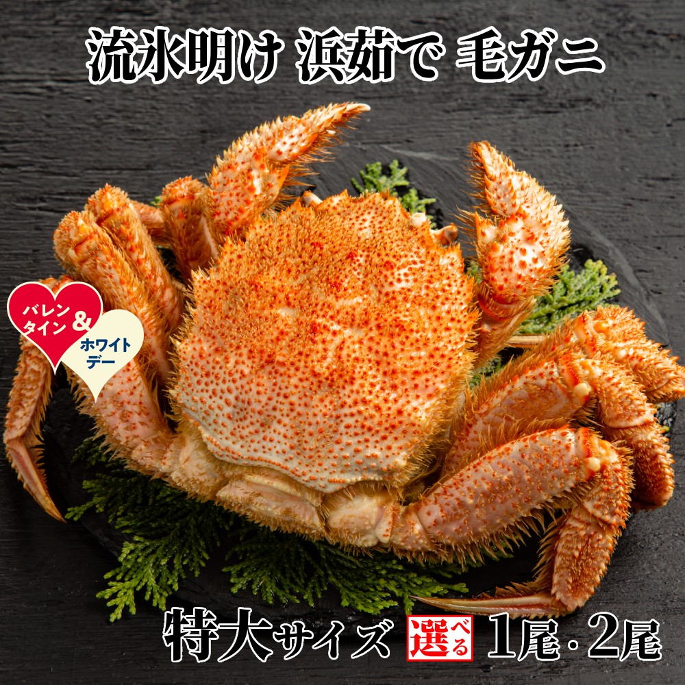 【ふるさと納税】流氷明け 浜ゆで 毛ガニ 特大 | ホワイトデー WD ギフト 贈り物 贈答 選べる 毛蟹 毛がに カニミソ かにみそ 蟹味噌 1尾 2尾 3尾 1杯 2杯 3杯 北海道産 セット グルメ プレゼント ギフト 海鮮 海鮮食品 ふるさと納税