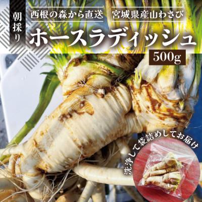ふるさと納税 宮城県 【西根の森から直送】ホースラディッシュ(500g) 宮城県産 朝採り農家直送の山わさび