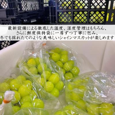 ふるさと納税 笛吹市 【発送月固定定期便】【夏冬の2回発送】笛吹市産シャインマスカット定期便 約1.0kg全2回 |  | 01