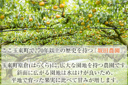 先行予約 梨 玉東梨 約5kg 坂田農園 梨