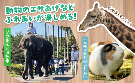 宮崎市フェニックス自然動物園年間パスポート（大人） イベント 動物園 入園券