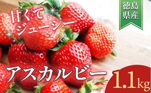 いちご 1.1kg 先行予約 アスカルビー 究極のいちご 甘酸っぱい 甘い 香り 苺 イチゴ 果物 フルーツ ストロベリー ジャム スムージー 期間限定 洋菓子 家族 子ども フルーツサンド フルーツ大福 いちご大福 苺大福 ケーキ アイス シャーベット 人気 オススメ お取り寄せ グルメ ミカモフレテック みよし 徳島県 三好市