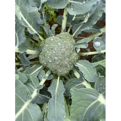 ふるさと納税 普代村 【先行受付】 新鮮 朝採れブロッコリー Mサイズ以上7玉 野菜 サラダ |  | 02