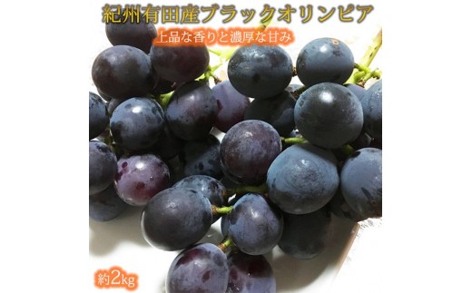 
                  紀州有田産 ブラックオリンピア(ハチミツぶどう) 約2kg ※2026年8月中旬頃〜2026年9月上旬頃に順次発送予定 / ぶどう ブドウ 葡萄 フルーツ 果物 くだもの【uot005】
                