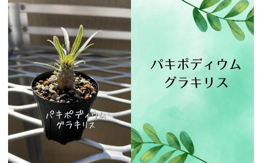 
            パキポディウムグラキリス実生株 1本
          