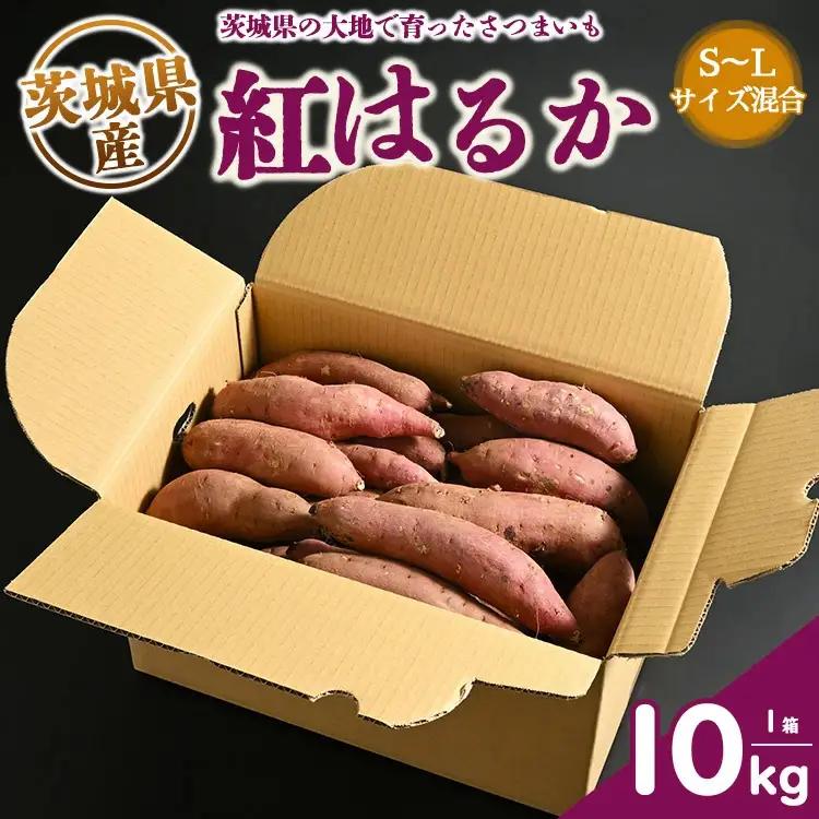 生芋　10kg　S～Lサイズ混合　1箱 いも長 ｜ さつまいも いも 生いも 紅はるか 国産 ※離島への配送不可 ※2025年12月下旬頃より順次発送予定