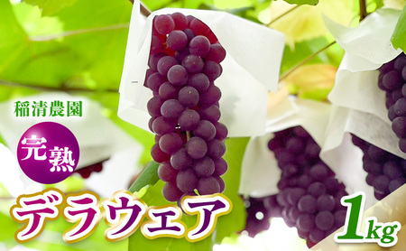 【2026年先行予約】数量限定 デラウェア1kg（5房前後）6月下旬～7月下旬発送｜特選 期間限定 ぶどう 葡萄 フルーツ 果物 くだもの 人気  贈答用 ギフト 先行予約 種なし 旬 新鮮 家庭用 プレゼント 送料無料  贅沢 甘い