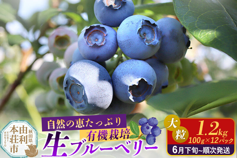 《先行受付》田口農園 秋田県産 大粒 ブルーベリー 生 合計1.2kg（100g×12パック） 【6月下旬から順次発送】 [ブルーベリー 有機栽培 生 新鮮 安心 安全 大粒 甘い あまい おいしい 美味い 自慢 機能性食品 リピーター多い 秋田県 由利本荘市 田口農園]
