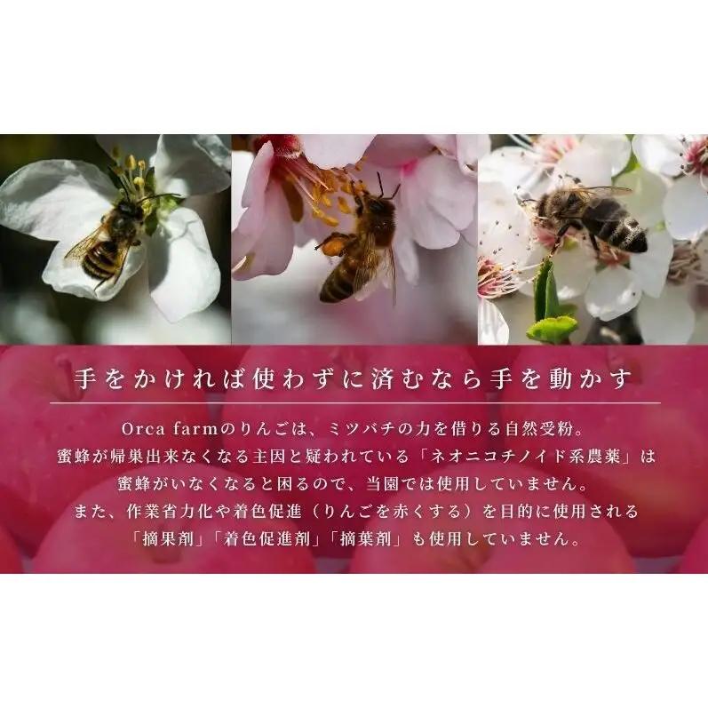 りんご 紅玉 9kg りんご
