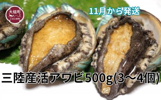 三陸産 活アワビ 約500g (3～4個)【期間限定】【08】｜11月～12月発送 冷蔵 岩手県 大槌町 あわび 人気 鮑 いわて iwate 2025【配送日・曜日指定不可】