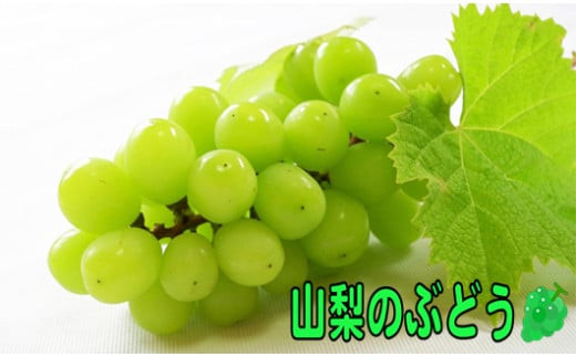 【先行予約】山梨県産：シャインマスカット　約1～1.2kg(2～3房)【2025年8月下旬から発送】古田農園[5839-1924]