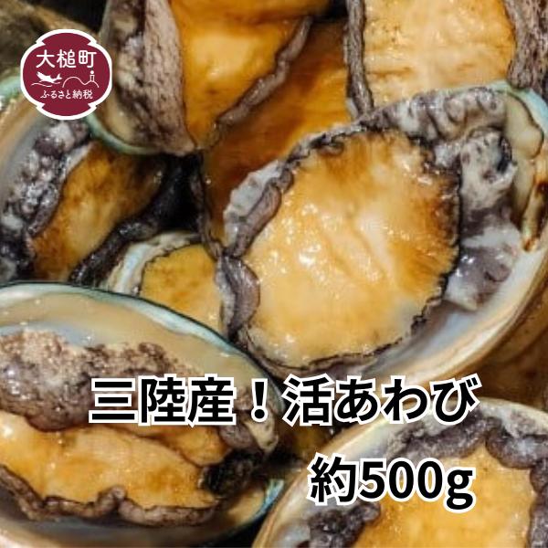 【2025年11月～発送】アワビ 約500g ( 4個前後) ※アワビヘラ＆軍手付き※【期間限定】｜11月～12月発送 三陸 岩手県 大槌町 あわび 人気 鮑 刺身 いわて iwate 2025 初栄丸