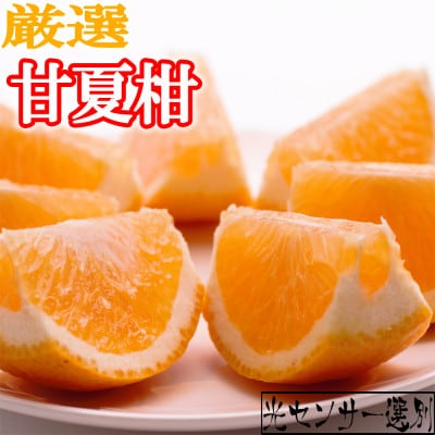 ＜4月より発送＞厳選 甘夏柑6.5kg+195g(傷み補償分)【有田産】【光センサー選別】【配送不可地域：離島・北海道・沖縄】【1347721】