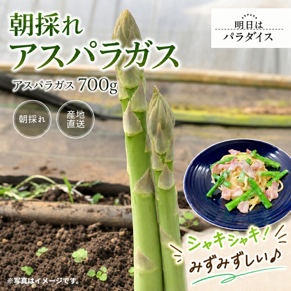 【ふるさと納税】朝採れアスパラガス700g 朝採れ即発送「明日はパラダイス」 アスパラ アスパラガス 700g シャキシャキ 食感 グリーンアスパラガス 新鮮 産地直送 野菜 冷蔵 みずみずしい 朝とれ 朝採れ 生野菜 太良町 佐賀 N244x1 【2027年3月上旬-4月下旬発送予定】