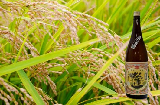 【ふるさと納税】松浦一特別純米酒 1.8L（DV207）