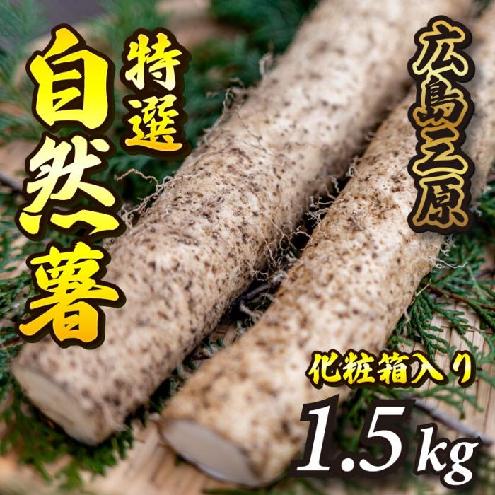 【ふるさと納税】標高375mで採れた！自然薯（化粧箱入り）1.5kg 広島 三原 野菜 自然薯 とろろ 029004