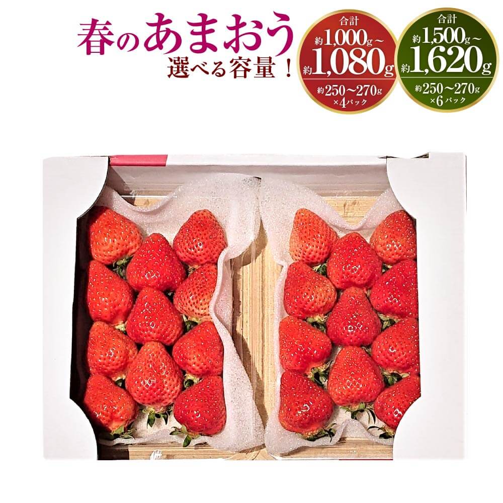 【ふるさと納税】＜予約＞【選べる 容量】春のあまおう 合計約1000～1080g／1500～1620g 1パック約250～270g 4パック／6パック 2L・2A・G規格以上 【2026年3月上旬～4月下旬発送予定】 あまおう いちご 旬 果物 フルーツ 福岡県産 冷蔵配送 送料無料