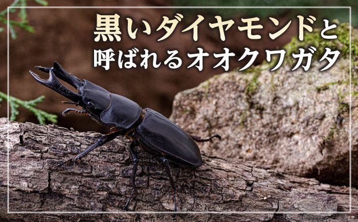 オオクワガタ ペア (Lサイズ)　糸島市 / 糸島クワガタの森 昆虫 ペット [AUN004] クワガタ オオクワガタ  クワガタムシ 昆虫 ペット 虫 生体 国産 ペア 成虫