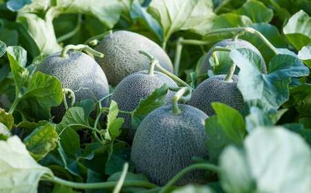 つるたファームの朝採り肥後グリーンメロン 2玉セット【2026年5月上旬～5月下旬発送予定】 フルーツ くだもの 果物 メロン グリーンメロン 肥後グリーンメロン 