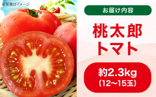  トマト 桃太郎 12から15玉 約2.3kg とまと 大玉トマト 野菜 リコピン 人気