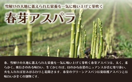 【2026年予約】朝採りグリーンアスパラ（春芽）M-L混合 約5kg 北海道壮瞥町産 SBTAJ037