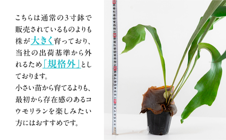 ビカクシダネザーランド 土植え 訳あり(3寸) 3鉢セット コウモリラン 観葉植物